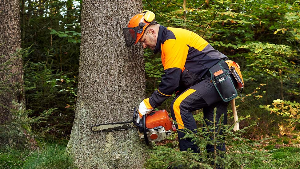 Tree Surgeons in Wembley, Tree Removal Experts Mill Hill, Edgware
