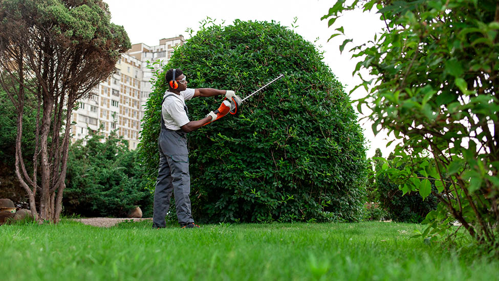 Hedge Cutting and Maintenance Services in Wembley, Mill Hill, Edgware